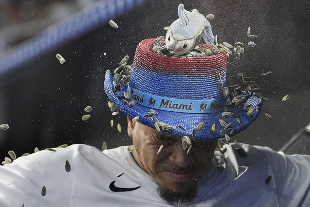 Miami Marlins' Heriberto Hernandez is doused with sunflower seeds in the dugout after hitting a home run in the third inning of a baseball game against the Houston Astros, Wednesday, August 6, 2025, in Miami. (Photo by Rebecca Blackwell/AP Photo)