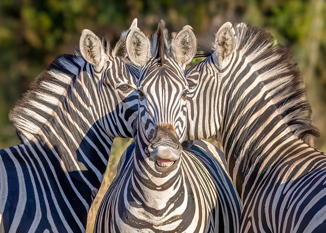 Three zebras in Sabi Sands Game Reserve, South Africa in the second decade of August 2025, maintain a 360-degree watch on their surroundings. (Photo by Mark Strom/Solent News & Photo Agency)