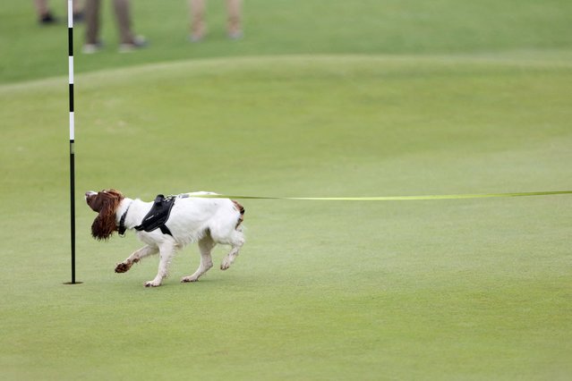 A sniffer dog checks a flagstick as U.S. Vice President JD Vance (not pictured) plays golf at Trump Turnberry golf course while on holiday in Scotland, on August 14, 2025. (Photo by Russell Cheyne/Reuters)