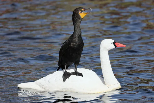 An double-crested cormorant sits on the back of a plastic swan in a man-made lake on February 11, 2023 in Lake Worth, Florida, United States. South Florida is a popular location for wildlife due to the vegetation and hot humid days. (Photo by Bruce Bennett/Getty Images)
