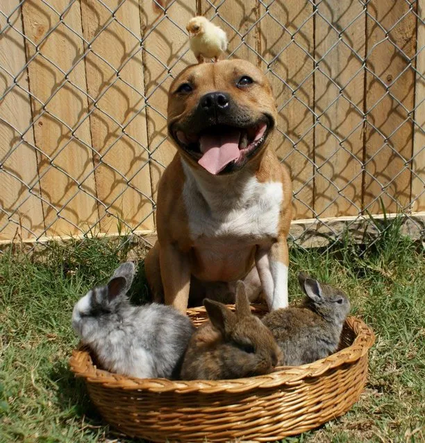 Meet Boom, the Pit Bull who Loves Birds and Rabbits
