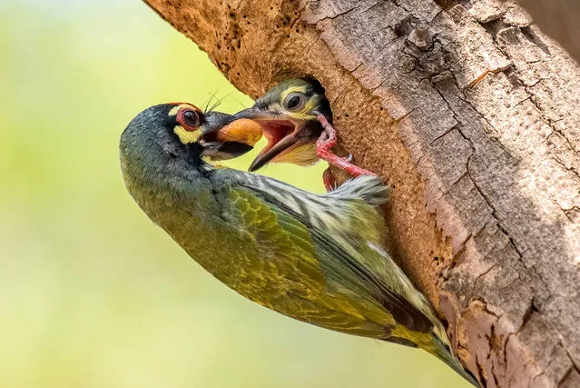 The mother barbet passing food to its baby, carefully balancing herself on the entrance to the nest while transferring breakfast to its chick in Chandigarh, India in February 2023. The Coppersmith Barbet is named for its call which resembles that of a coppersmith hitting metal with a hammer. Despite measuring 6.7 inches long and weighing up to 52 grams, the entrance to their nest is only 1.5 inches wide. (Photo by Anuj Jain/Media Drum Images)