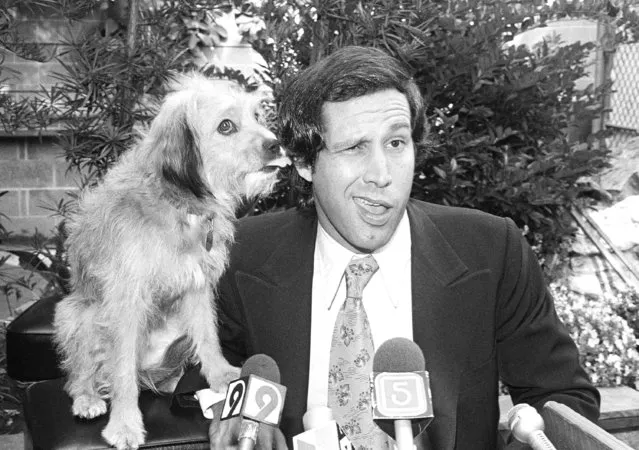 Comedian Chevy Chase gets a kiss on his ear from co-star Benji as the two held a press conference in Los Angeles, September 6, 1979, at which they announced their up-coming movie “Oh Heavenly Dog” would begin filming this month. The film will be shot on location in London, Berlin and Paris; but due to British quarantine laws a double will be used for Benji at the London location. (Photo by Nick Ut/AP Photo)