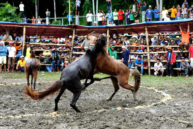 Villagers watch horse fighting on November 10, 2015 in the southern Philippine town of Lake Sebu, South Cotabato, Philippines. The sport of horse-fighting pits two stallions against each other during mating season by forcing them to fight until retreat or death over a mare in heat. Despite laws enacted in 1998 banning the sport of horse fighting in the Philippines, many communities particularly on the island of Mindanao still celebrate the sport as a long time cultural tradition. (Photo by Jeoffrey Maitem/Getty Images)