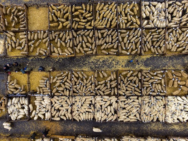 Farmers and buyers gather for the largest sheep sale of the venue’s year at Hawes Auction Market in the Yorkshire Dale, UK on September 15, 2025. (Photo by James Glossop/Times Media Ltd)