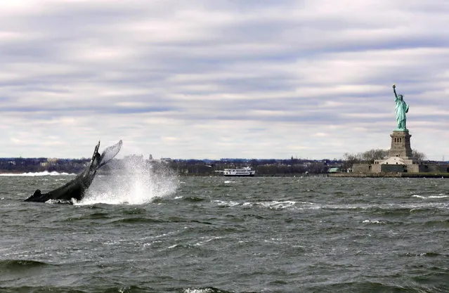 A humpback whale breaches near the Statue of Liberty as seen from a vessel in New York Harbour, New York City, U.S. on December 8, 2020. (Photo by Bjoern Kils/New York Media Boat via Reuters)