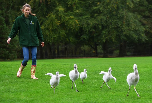 Five hand-reared Chilean flamingo chicks took their first walk with Isobel Wright, the bird keeper at Cotswold Wildlife Park near Burford in Oxfordshire, UK on October 15, 2025. (Photo by Paul Nicholls/The Times)