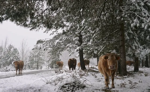 Cow stand in a snow covered pine forest in the Basque mountain port of Opakoa, northern Spain, November 23, 2015. Thermometers dropped and snows fell across northern Spain following unseasonably high November temperatures. (Photo by Vincent West/Reuters)