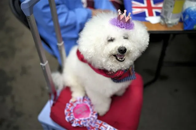 Tino the dog sits on a chair during the Big Lunch celebrations in London's Regent's Park, Sunday, May 7, 2023. Sunday, May 7, 2023. The Big Lunch is part of the weekend of celebrations for the Coronation of King Charles III. (Photo by Andreea Alexandru/AP Photo)