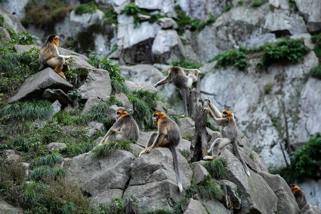 Sichuan golden snub-nosed monkeys are pictured at the Yuhe area of the Giant Panda National Park in northwest China's Gansu Province, October 14, 2025. (Photo by Xinhua News Agency/Rex Features/Shutterstock)