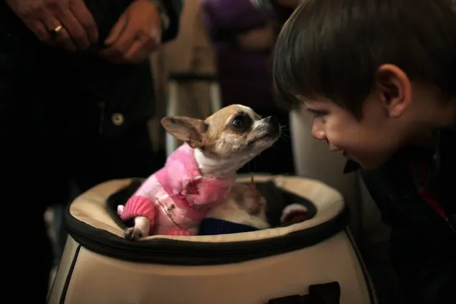 A boy plays with a dog before it is blessed by a priest outside San Anton church in Churriana, near Malaga, southern Spain, January 17, 2015. (Photo by Jon Nazca/Reuters)