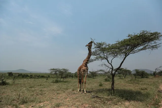 In this photo taken Sunday, January 18, 2015, a Maasai giraffe eats tree leaves in Serengeti National Park, west of Arusha, northern Tanzania. (Photo by Mosa'ab Elshamy/AP Photo)
