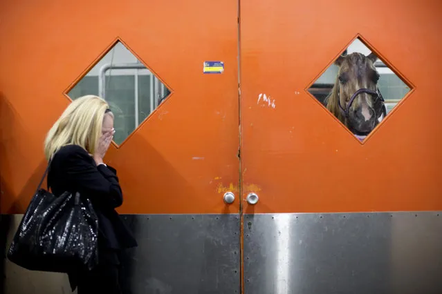 In this Wednesday, November 25, 2015 photo, a horse owner waits outside the clinic as veterinarians examine her horse at the Hebrew University's Koret School of Veterinary Medicine in Rishon Lezion, Israel. Veterinarians at the hospital operate on about two dozen horses a month, most of them pleasure and show horses. (Photo by Oded Balilty/AP Photo)