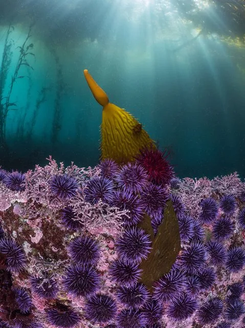 Blades and Spines; Aquatic Life winner. “Kate Vylet was swimming back to shore one day after diving in a thriving kelp forest off the coast of Carmel Bay, California, when she saw a blade of loose kelp being devoured by purple and red sea urchins (Strongylocentrotus purpuratus and Mesocentrotus franciscanus). To her, it illustrated the role urchins can still play in a balanced ecosystem, and she set up her camera to capture nature at work in all its complex ebbs and flows”. (Photo by Kate Vylet/BigPicture)