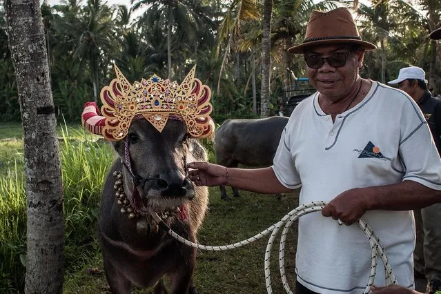 A man poses with his water buffalo during “Mekepung” traditional water buffalo race on July 28, 2013 in Jembrana, Bali, Indonesia. Meaning “to chase around”, Mekepung was originally designed as a fun game for peasants to spend their free time when the harvest time was ended, as they were waiting for the start of the planting season. (Photo by Putu Sayoga/Getty Images)