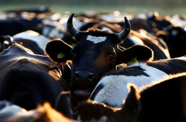 State farm's cows are seen at the summer pasture in the field near the village of Krupenishche, Belarus, August 23, 2018. (Photo by Vasily Fedosenko/Reuters)