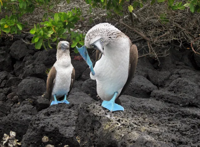 “Dancing boobies. Two blue-footed boobies in the Galapagos Islands”. (Photo by Jessie Reeder)