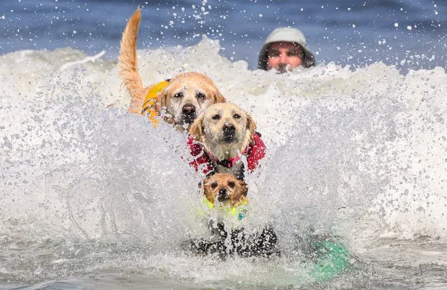 (From front to back) Carson, Rosie and Charlie Surfs Up compete during the World Dog Surfing Championships in Pacifica, California, on August 5, 2023. The event helps local charities raise money by sponsoring a contestant or a team, with a portion of the proceeds going to dog, environmental, and surfing nonprofit organizations. (Photo by Josh Edelson/AFP Photo)