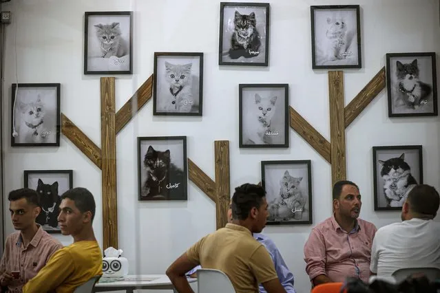 People visit the recently opened Cat Cafe in Gaza City on August 17, 2023, providing customers with the chance to engage with feline companions. (Photo by Mohammed Abed/AFP Photo)