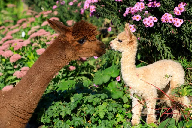 A cute and fluffy Alpaca has been born at Bocketts Farm in Surrey, UK on September 19, 2018. The one day old cria, yet to be named, is pictured here with mum Bramble, three, her first child. The farm will be running a competition to name the new arrival on social media. Heavy rain and strong winds are set to hit parts of the British Isles today as the varied weather from storm Ali continues. (Photo by Oliver Dixon)
