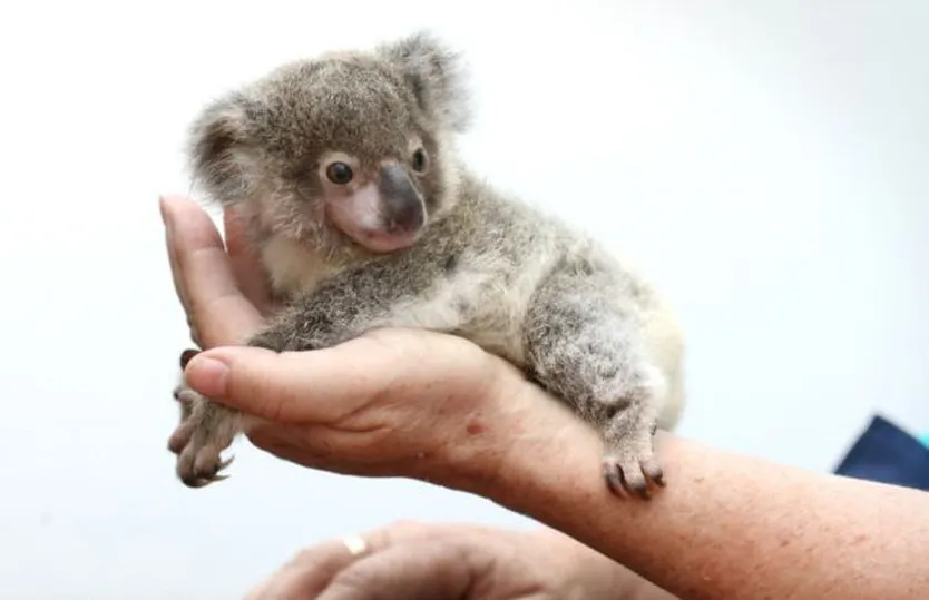 Raymond the Baby Koala