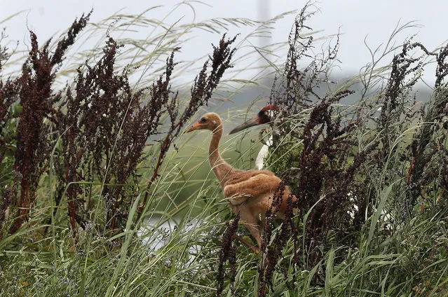 An adult whooping crane, a critically endangered species, walks on a levee between crawfish ponds with its recently born chick, in Jefferson Davis Parish, La., Monday, June 11, 2018. Biologists estimate more than 10,000 whooping cranes had lived in North America before habitat loss and overhunting nearly killed them off. (Photo by Gerald Herbert/AP Photo)