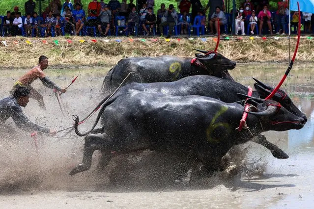 Jockeys compete in Chonburi's annual buffalo race festival, Chonburi province, Thailand on August 6, 2023. (Photo by Athit Perawongmetha/Reuters)