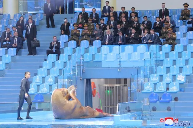 This picture taken on September 17, 2023 and released from North Korea's official Korean Central News Agency (KCNA) on September 18, 2023 shows North Korea's leader Kim Jong Un (C-seated front row) attending a walrus show at the Primorsky Regional Aquarium in Vladivostok, Primorsky region. North Korean leader Kim Jong Un left Russia on September 17 after a rare six-day visit that appeared to solidify his country's ties with President Vladimir Putin, fanning Western fears that Pyongyang could provide Moscow with weapons for its assault on Ukraine. (Photo by KCNA via KNS/AFP Photo)