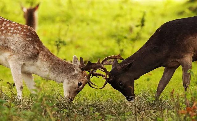 Two young male fallow deer lock antlers during rutting season in Dublin, Ireland on October 7, 2023. (Photo by Brian Lawless/PA Wire Press Association)