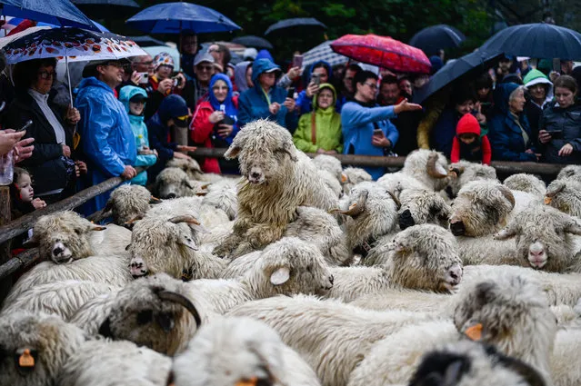Sheep wait to be passed over a fence during the Redyk, a celebration for the end of the sheep grazing season in Zawoja, Poland on September 30, 2023. Every year, in the South of Poland, shepherds from the mountain region celebrate the end of the grassing season and come down the mountains with their sheep, following folk celebrations at the villages. (Photo by Omar Marques/Anadolu Agency via Getty Images)