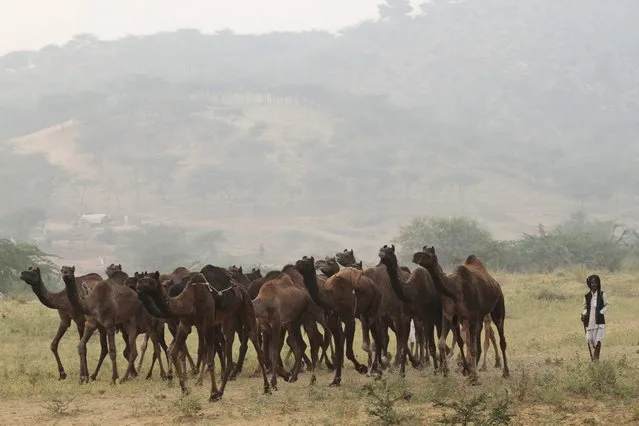An Indian camel herder arrives with camels during the annual cattle fair in Pushkar, in the western Indian state of Rajasthan,  Sunday, November 10, 2013. (Photo by Ajit Solanki/AP Photo)