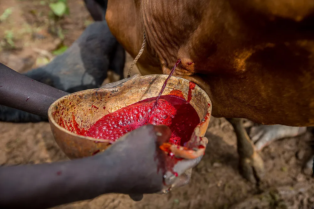 Surma Tribe at a Blood Drinking Ritual