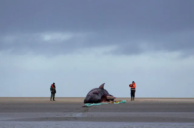 Two coastal protection workers examine a beached sperm whale off the North Sea near Buesum, Germany, 04 February 2016. Two sperm whales were recovered off of Buesum. (Photo by Axel Heimken/EPA)