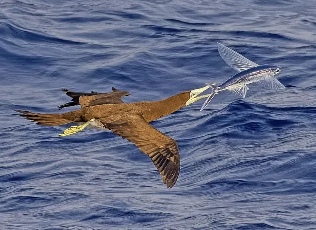 A flying fish out of water just about manages to evade a swooping predator in November 2023. (Photo by Richard Lovelock/Solent News)