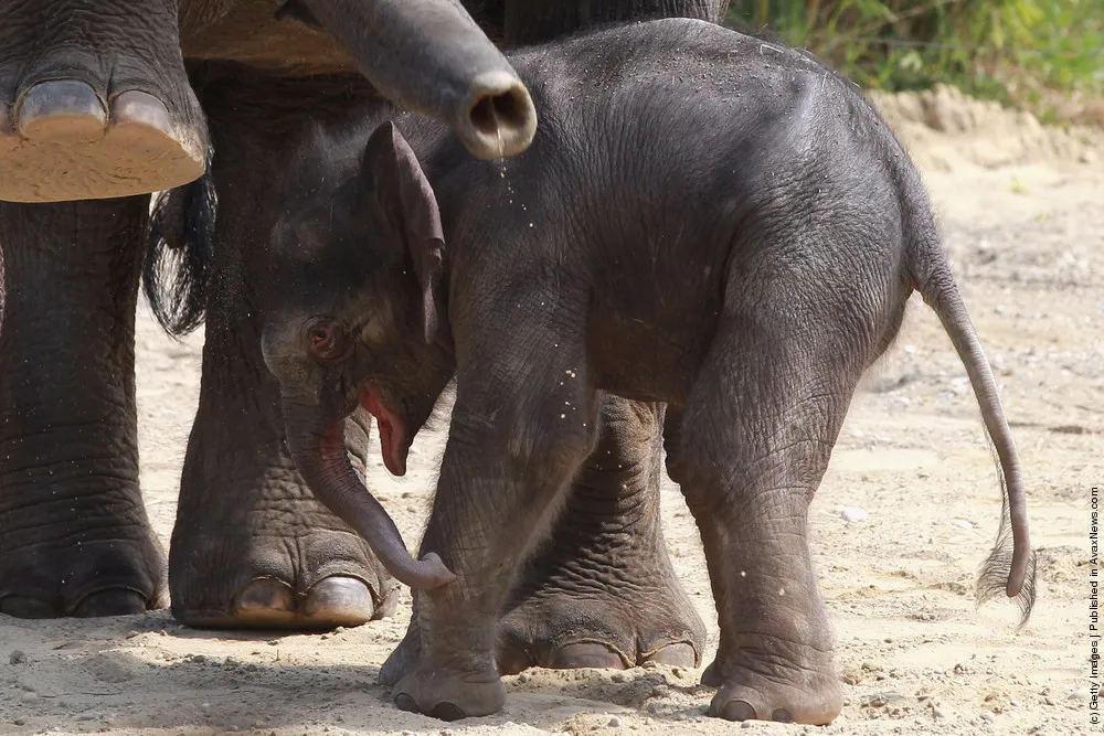 Munich Zoo Presents Baby Elephant