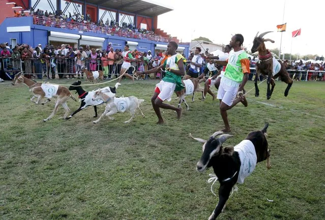 Goats and their jockeys jostle for position as they participate in a race during the annual Easter goat racing event at the Mount Pleasant recreation ground in Tobago April 6, 2015. (Photo by Andrea De Silva/Reuters)