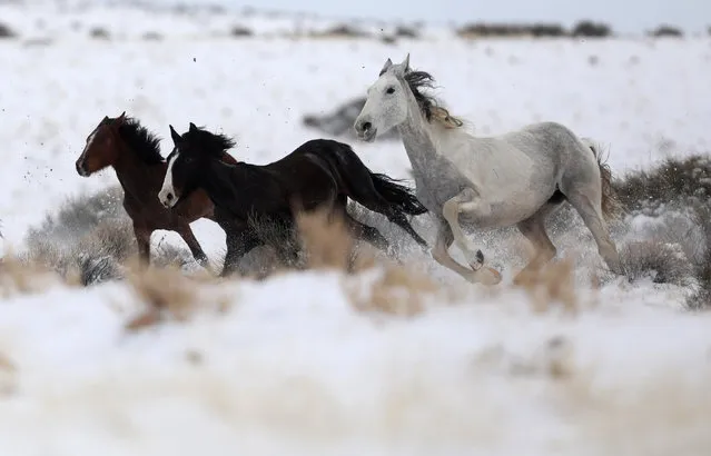 Wild horses attempt to escape being herded into corrals by a helicopter during a Bureau of Land Management round-up outside Milford, Utah, U.S., January 8, 2017. (Photo by Jim Urquhart/Reuters)