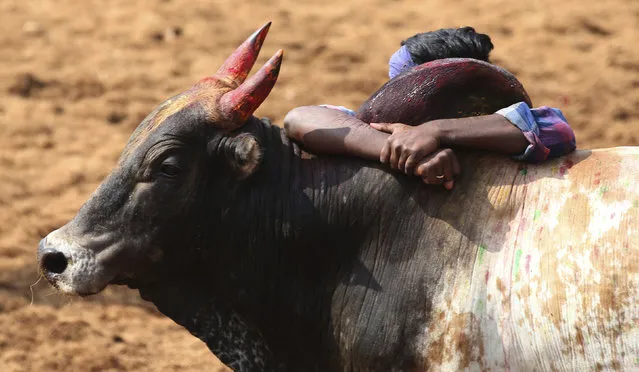 In this Wednesday, January 16, 2019, photo, an Indian tamer holds on to a bull's hump during a traditional bull-taming festival called Jallikattu, in the village of Palamedu, near Madurai, Tamil Nadu state, India. (Photo by Aijaz Rahi/AP Photo)