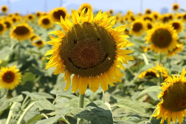 A sunflower with seeds removed to create a smiley face pictured in a field on a hot summer day on July 31, 2021 in Kasaoka, Japan. The Kasaoka Bay Farm sunflower festival is held through mid-August as approximately one million sunflowers are in full bloom in the fields. (Photo by Buddhika Weerasinghe/Getty Images)