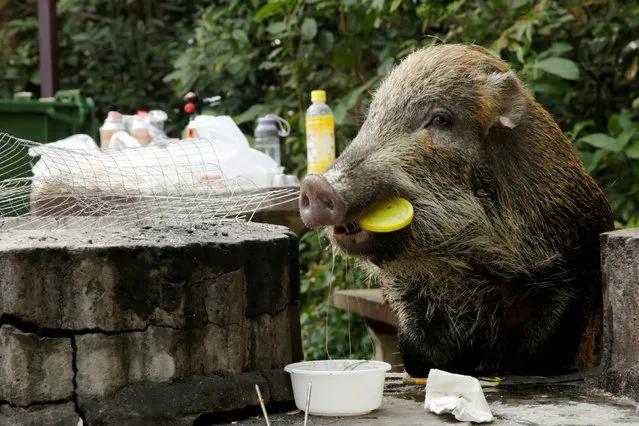A wild boar holds a plastic lid in its mouth as it eats leftovers from a barbecue pit at the Aberdeen Country Park in Hong Kong, China January 27, 2019. (Photo by Jayson Albano/Reuters)