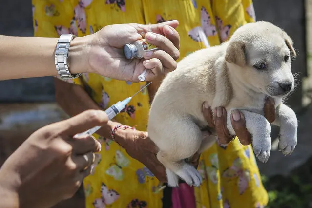 An Indonesian health officer vaccinates a puppy in Denpasar, Bali, Indonesia, 17 April 2015. The thousands of stray dogs on Bali's resort island of Indonesia have become a threat to the local tourism industry, especially since rabies arrived in 2008, but measures to cull them have sparked debate. (Photo by Made Nagi/EPA)