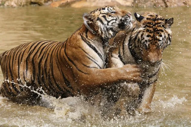 Tigers play at the Tiger Temple in Kanchanaburi province, west of Bangkok, Thailand, February 25, 2016. (Photo by Chaiwat Subprasom/Reuters)