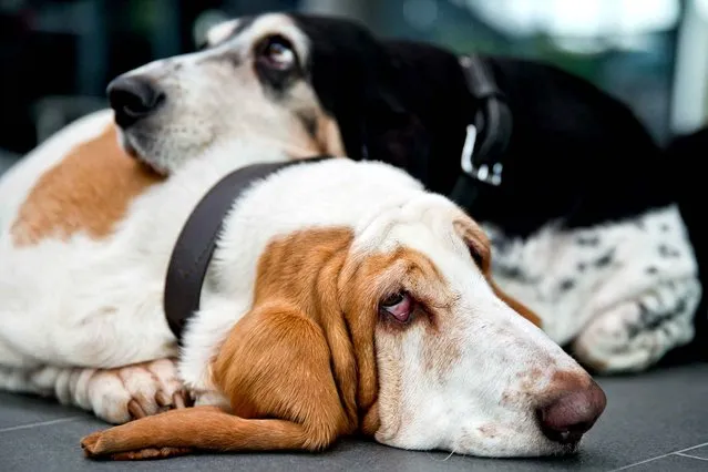 Basset Hounds Swan (B) and Toya during a press session for the 40th international dog show “Cacib 2014” in Nuremberg, Germany, 09 January 2014. More than 3,500 purebreed dogs from all over the world will be on show in the 2014 Cacib on 11 and 12 January. (Photo by Daniel Karmann/AFP Photo/DPA)