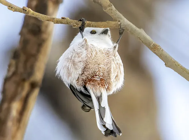 A bird looks like it is in the middle of a workout session, as it performs pull-ups on a branch in Japan in the second decade of December 2023. The Shima Enaga, a small fluffy white bird which is often described as a “bouncy cotton ball” is native to Hokkaido. Hokkaido is a snowy country, so when it gets cold, many of the animals that live here become fluffy and cute. The striped long-tailed moth is also pure white and has very fluffy fur, making it very cute. In Japan, this figure is called the snow fairy. Their round eyes and fluffy appearance are very cute, making them very popular in Japan. (Photo by Hiroki Takahashi/Solent News & Photo Agency)