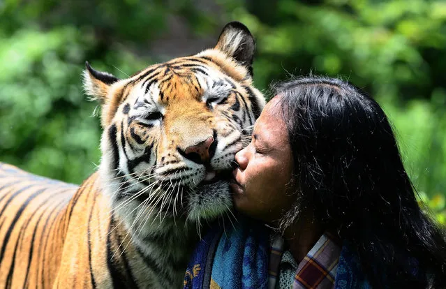 Mulan Jamilah, a 6-year-old Bengal tiger, kisses caretaker Abdullah Sholeh, 33, in the garden beside their home on January 20, 2014 in Malang, Indonesia. (Photo by Robertus Pudyanto/Getty Images)