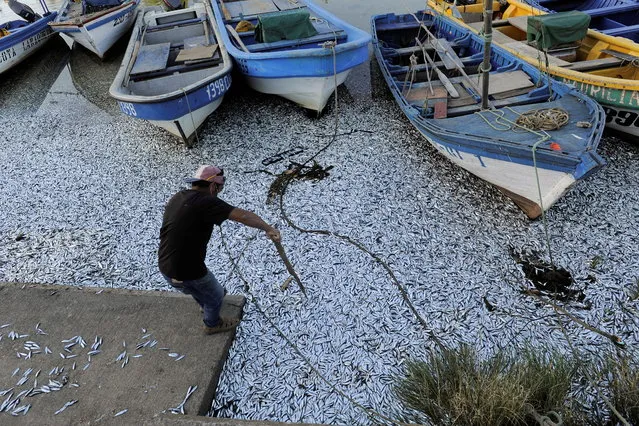 A man uses a wooden stick to move dead sardines washed up on the shores of the Laraquete river, as local authorities say the fish could have died due to a lack of oxygen in the water, in Laraquete, Chile on February 15, 2021. (Photo by Jose Luis Saavedra/Reuters)