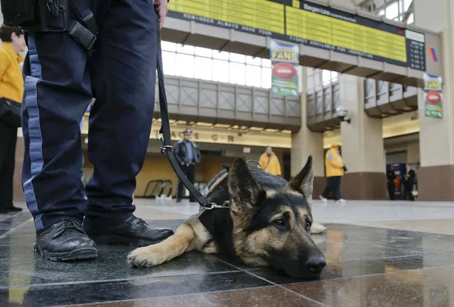 Pasha, a New Jersey Transit Police K-9 bomb dog, stays alert while resting at the Secaucus Junction Station, Friday, January 31, 2014, in Secaucus, N.J. (Photo by Julie Jacobson/AP Photo)