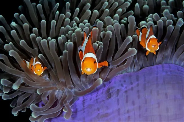 Behaviour category – winner. Your Home and My Home by Qing Lin (Canada). Clownfish must be among the most photographed of all sea creatures. But looking closer, Lin noticed parasitic isopods in the mouths of these little fish. The judge appreciated the whole scene: “Six eyes all in pin-sharp focus, looking into the lens of the author ... this was one of my favourite shots of the entire competition”. (Photo by Qing Lin/UPY2017)