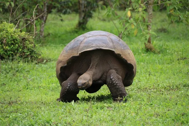 A giant tortoise walks on the island of Santa Cruz, in the Galapagos archipelago, Ecuador, 13 November 2021. Ecuador seeks a “green” way out of its national debt through an exchange for conservation commitments, which the Government hopes to promote with a new nature reserve in a crucial corridor of the Galapagos. The plan, announced by President Guillermo Lasso at COP-26, to expand the Galapagos marine reserve from 133,000 square kilometers to 193,000, currently lacks structure, but the Andean country aspires to reach 1,100 million dollars. (Photo by Daniela Brik/EPA/EFE)