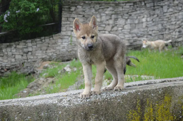 A 9-week-old female timber wolf stands on a wall Saturday, May 9, 2015 at Washington Park Zoo in Michigan City, Ind. The zoo introduced three new wolf pups – two females and one male – who will be on display in a new exhibit later this month. The zoo is asking for the public's help in naming the wolves, and is hold a naming contest through June 21. (Photo by Jessica O'Brien/The News-Dispatch via AP Photo)